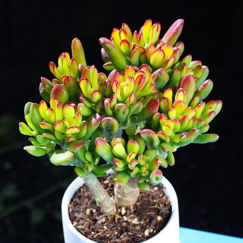 🎁Last Day 70% OFF🌵 Gollum Jade Plant (ET’s Finger) — Weird, Lucky & Low Maintenance! 🍀