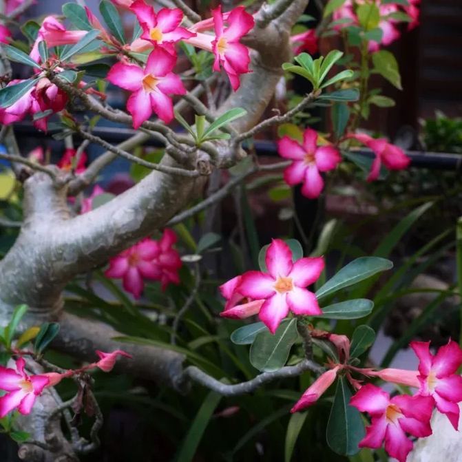 Pink Ladye??oDesert Rose Seeds