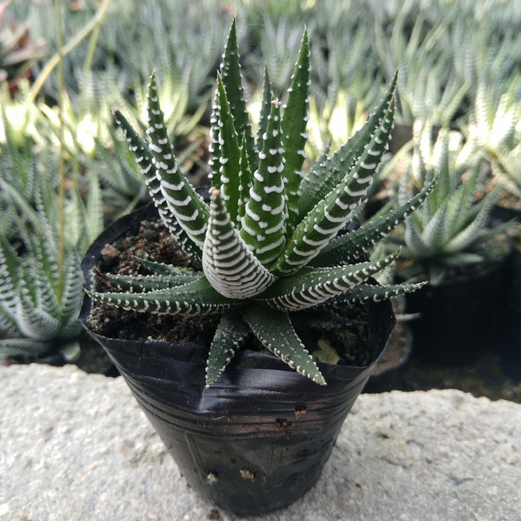 🎁Last Day 70% OFF🍃Zebra Haworthia – The Perfect Plant for Busy People🦓