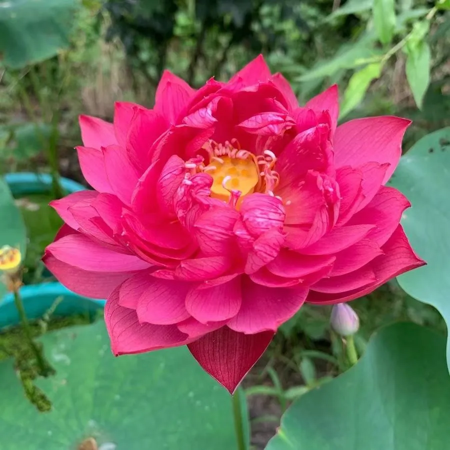 【7 days germination】The Sacred Bonsai Bowl Lotus Flower (Mix Color)