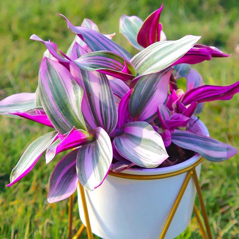 🌿 Purple Wandering Plant — Easy Care & NASA-approved Air Purifier 💜