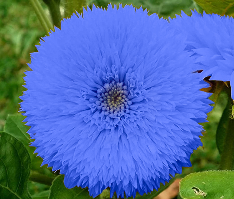 Blue Teddy Bear Sunflower Seeds