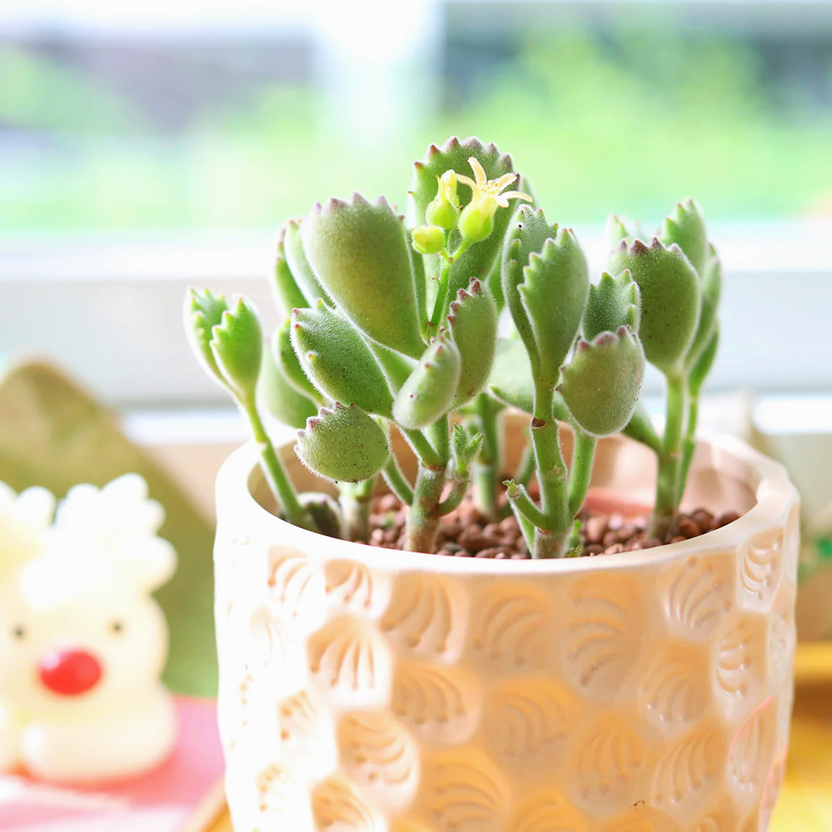 Bear Paw Succulent  - Unique Look & Colorful Charm!