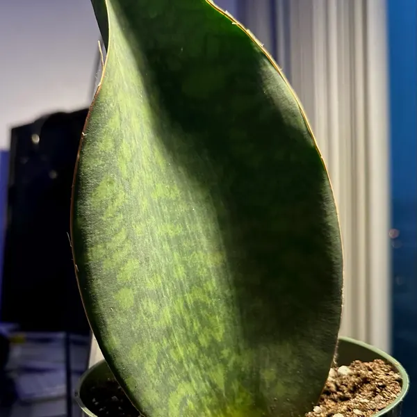 🎁Last Day 70% OFF🌿Rare Giant Whalefin Sansevieria - Thrives in 98.7% Home Conditions