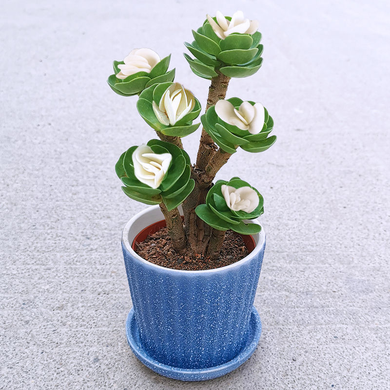 🎁Last Day 70% OFF🍀Rare White-Tipped Jade Plant – Symbol of Prosperity & Peace🌿