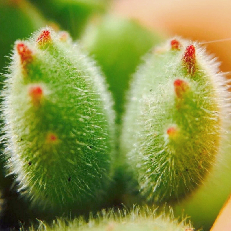 Bear Paw Succulent  - Unique Look & Colorful Charm!