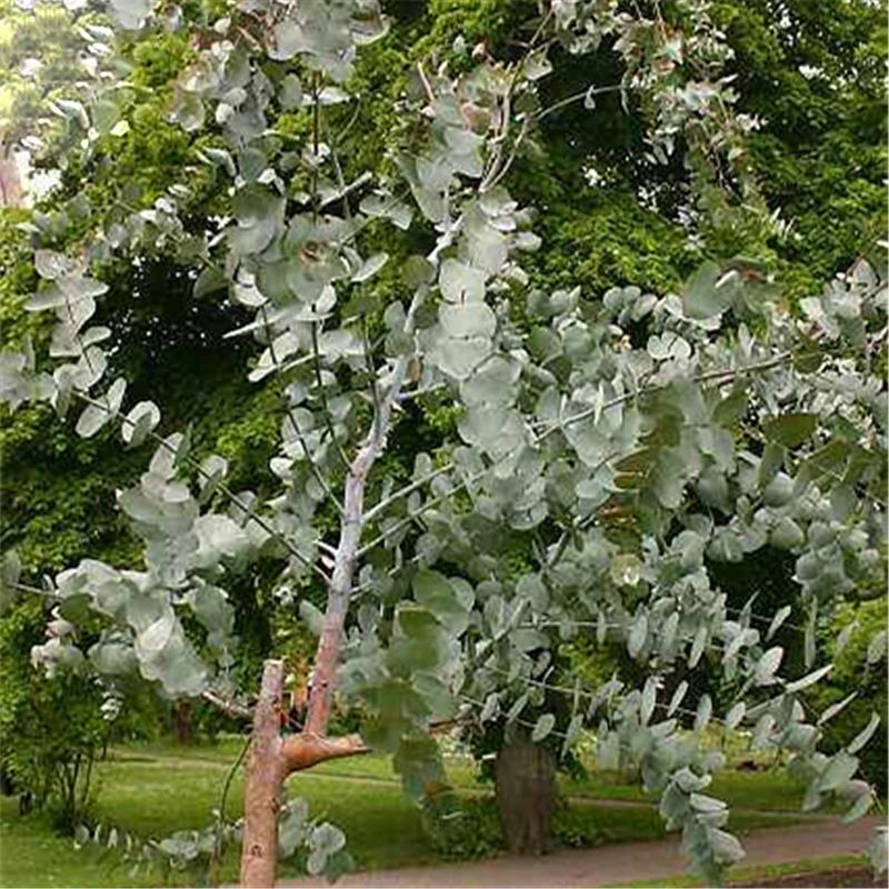 Egrow 50 Pcs/Pack Eucalyptus Seeds Silver Dollar Tree Eucalyptus Cinerea
