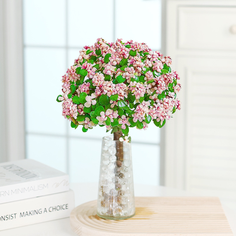 🎁Last Day 70% OFF🌺 Portulacaria afra 'Variegata' Succulents🍭