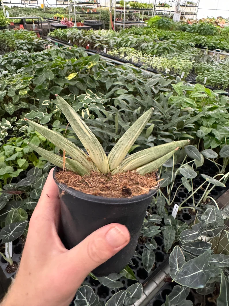🎉Last Day 80% OFF🌿Sansevieria cylindrica 'Golden' | Rare Collector-Grade Snake Plant