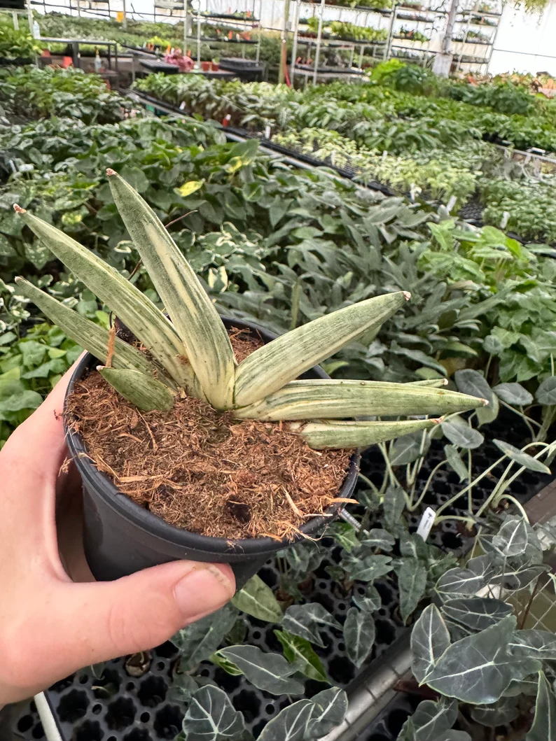 🎉Last Day 80% OFF🌿Sansevieria cylindrica 'Golden' | Rare Collector-Grade Snake Plant