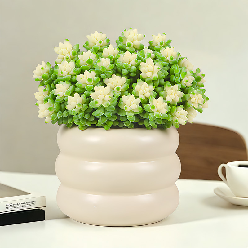 🎁Last Day 70% OFF❄️Rare White-Tipped Sedum Burrito🌿