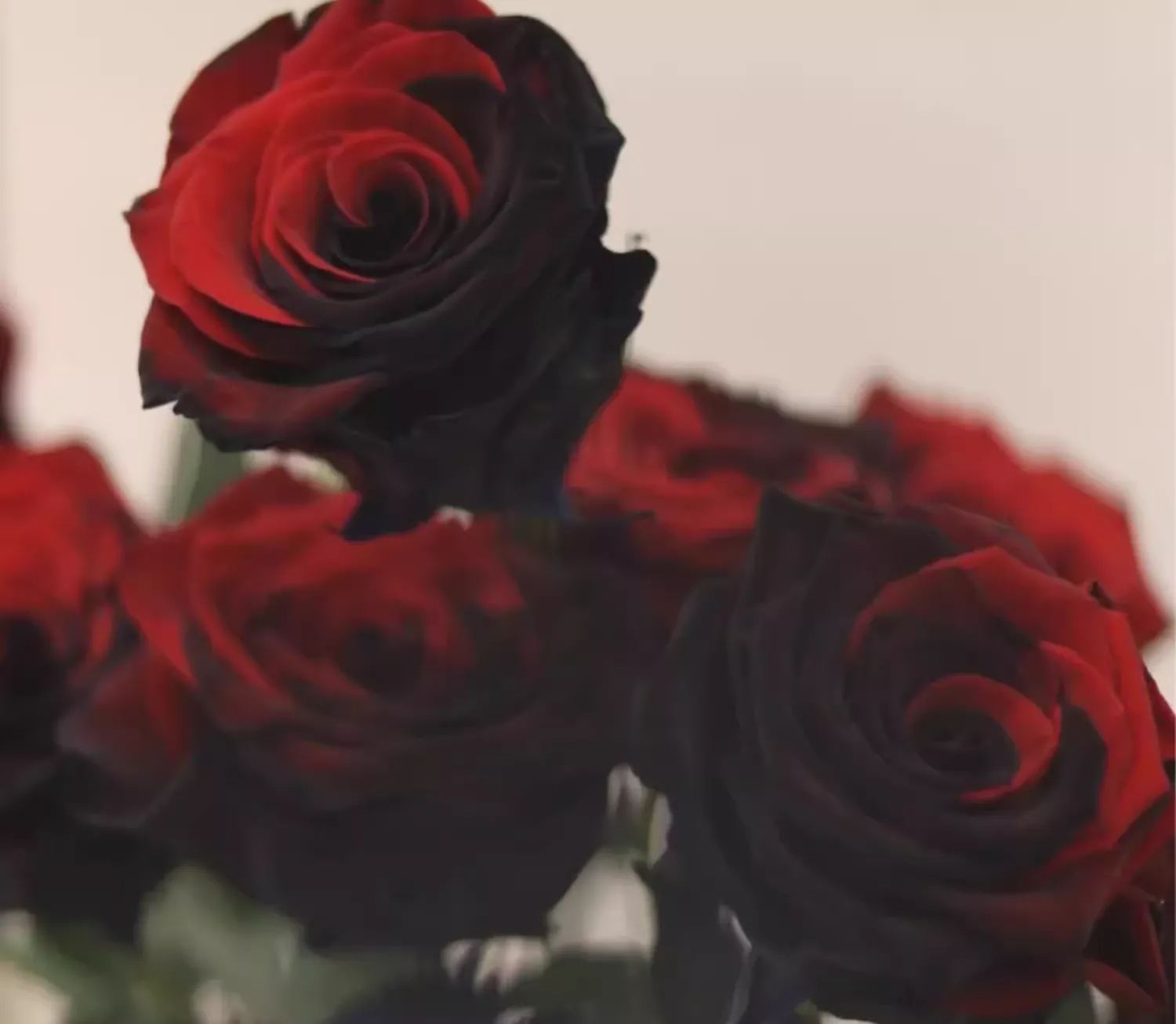 Twin Red Black Rose