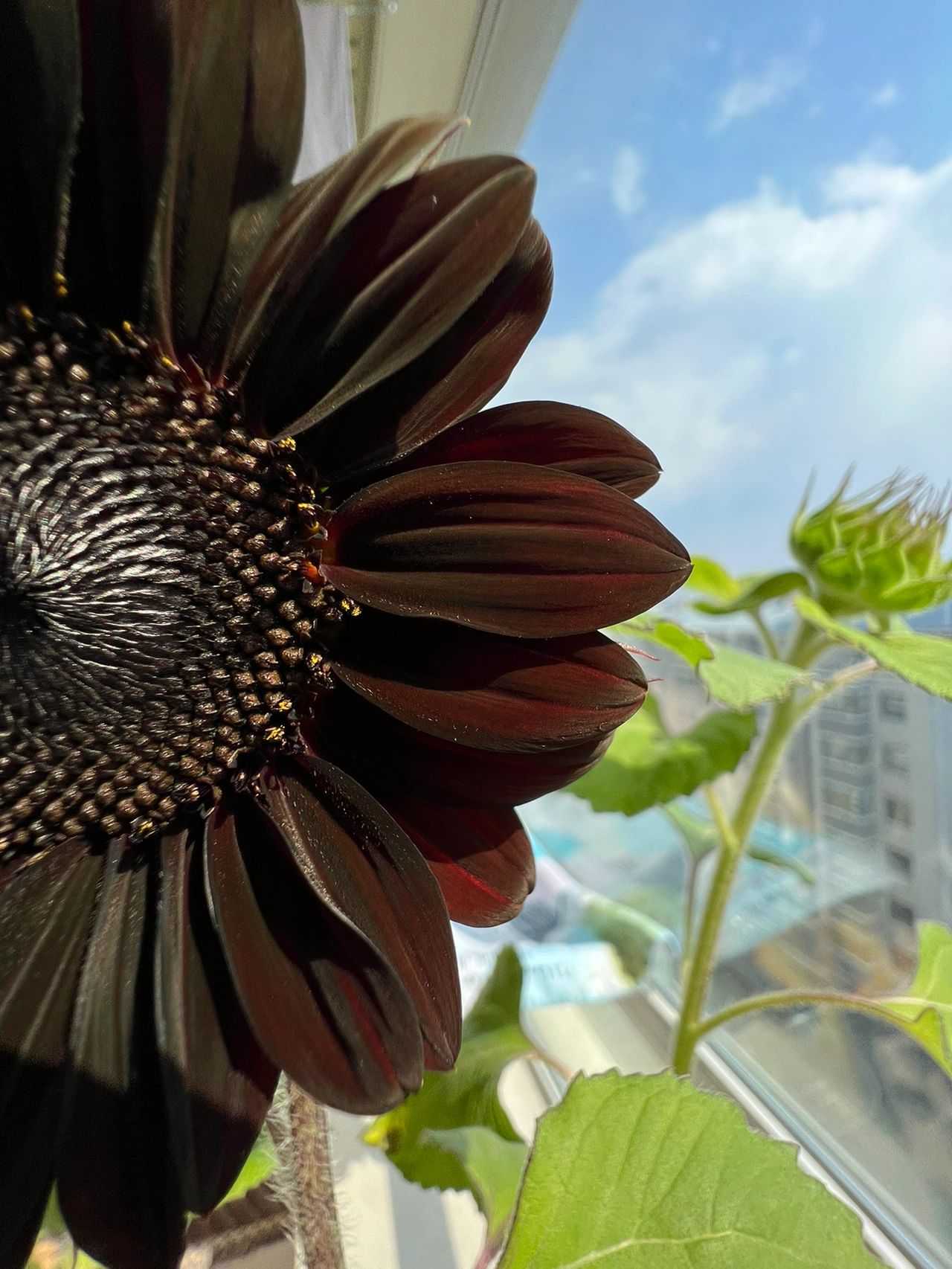 Rare Black Sunflower Seeds