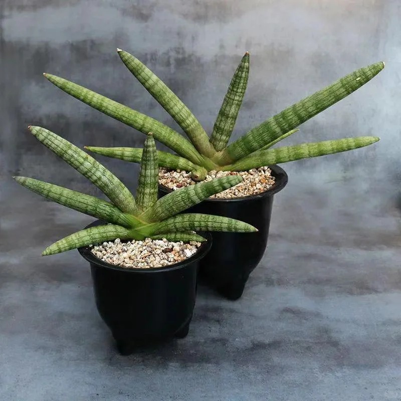 🎉Last Day 80% OFF🌿Sansevieria cylindrica 'Golden' | Rare Collector-Grade Snake Plant