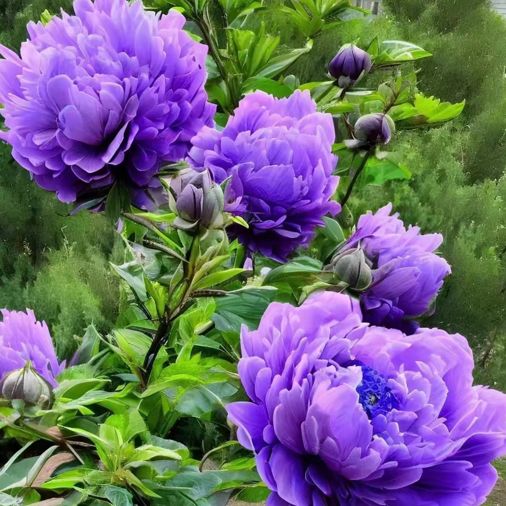 Chinese Peony Seeds for Home Garden