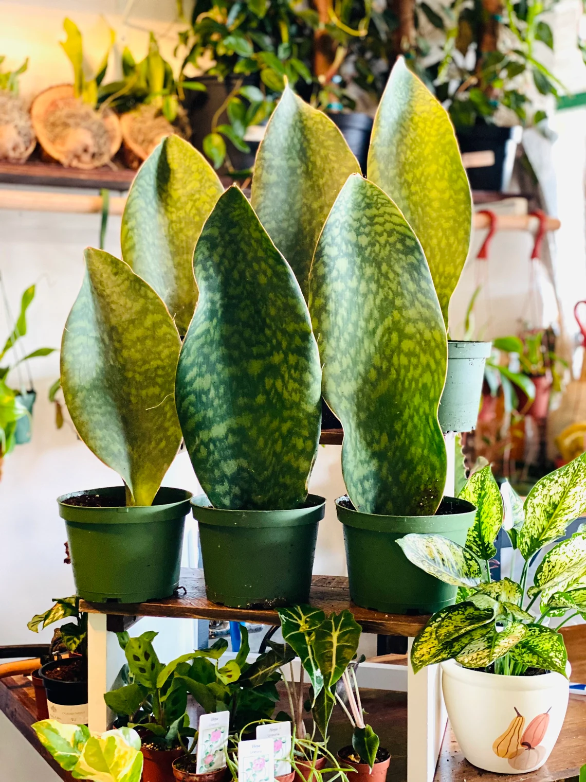 🎁Last Day 70% OFF🌿Rare Giant Whalefin Sansevieria - Thrives in 98.7% Home Conditions