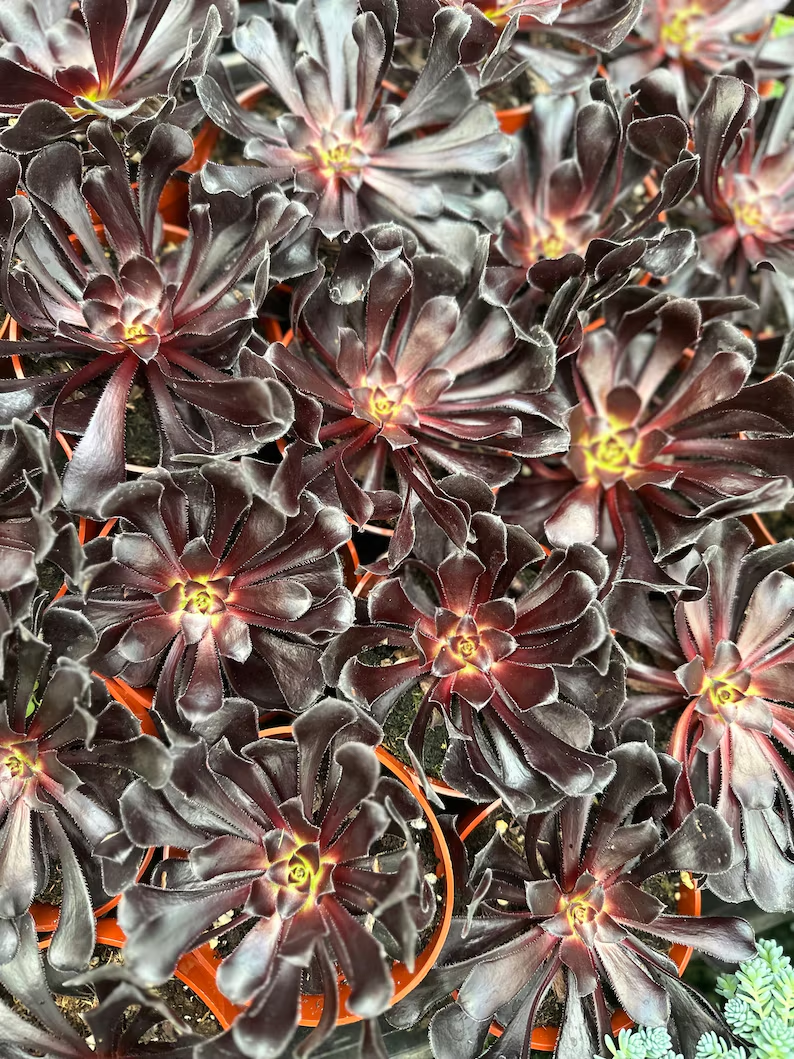 🎁Last Day 70% OFF🌑Aeonium 'Black Rose' – The Darkest Succulent You’ll Ever Grow🖤