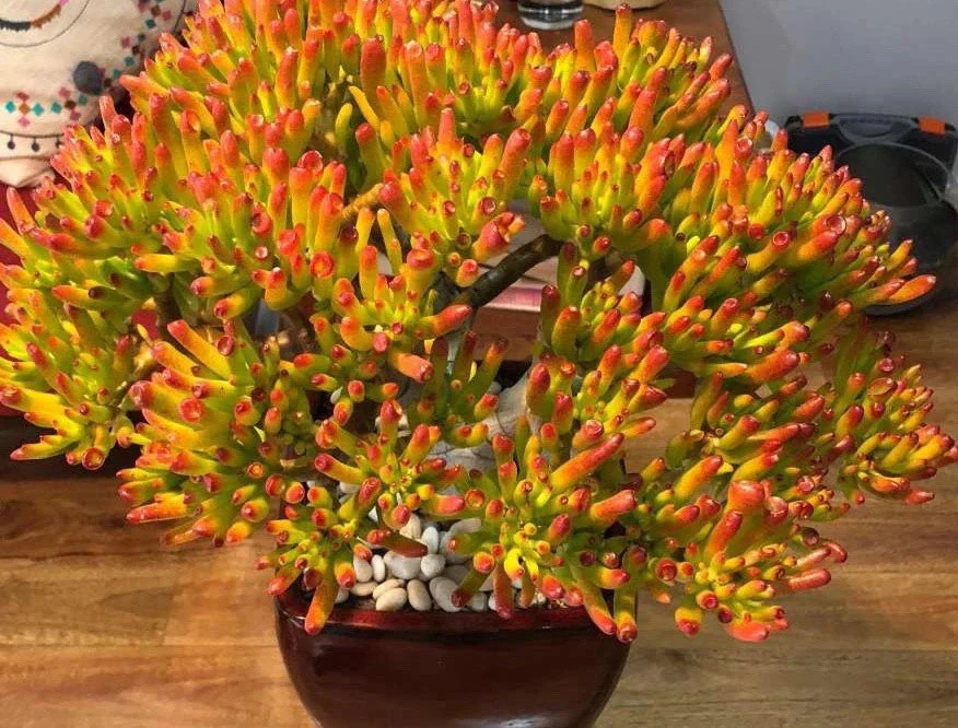 🎁Last Day 70% OFF🌵 Gollum Jade Plant (ET’s Finger) — Weird, Lucky & Low Maintenance! 🍀