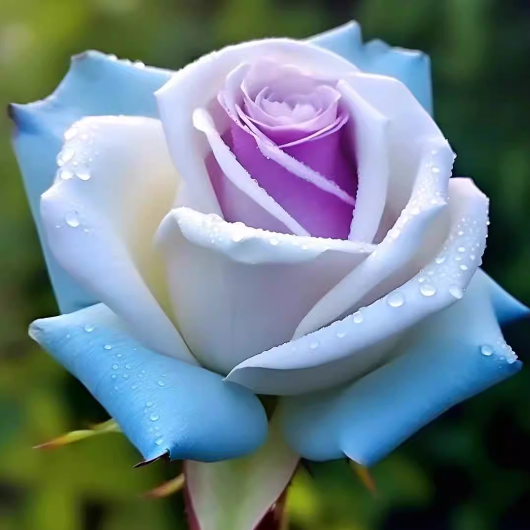 Icy Rose 