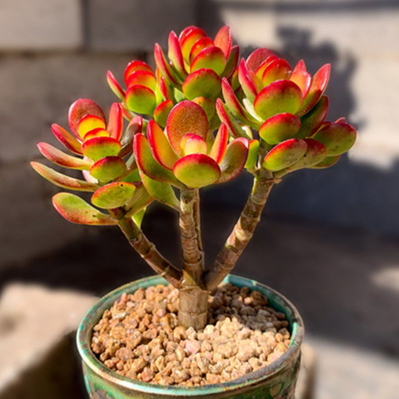🎁Last Day 70% OFF🔥Campfire Crassula – Fiery Red & Rare!