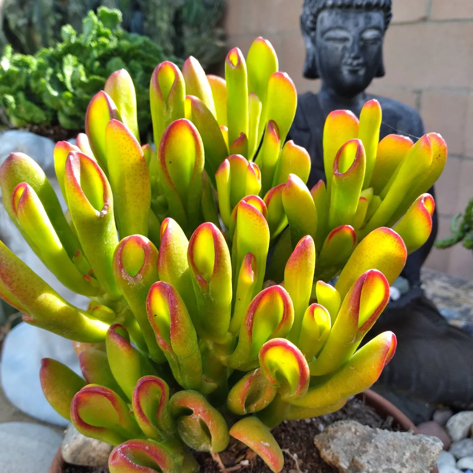 🎁Last Day 70% OFF🌵 Gollum Jade Plant (ET’s Finger) — Weird, Lucky & Low Maintenance! 🍀