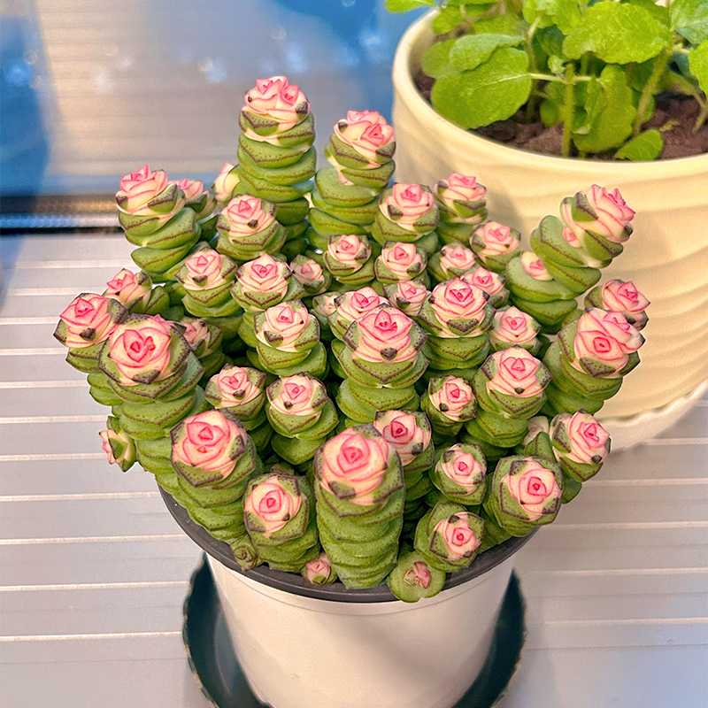 🍃Crassula Perforata – String of Buttons🌿