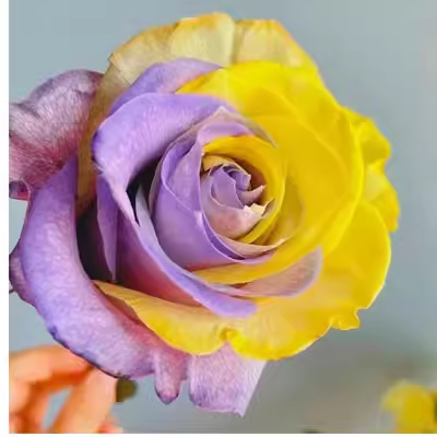 Rare Rose 