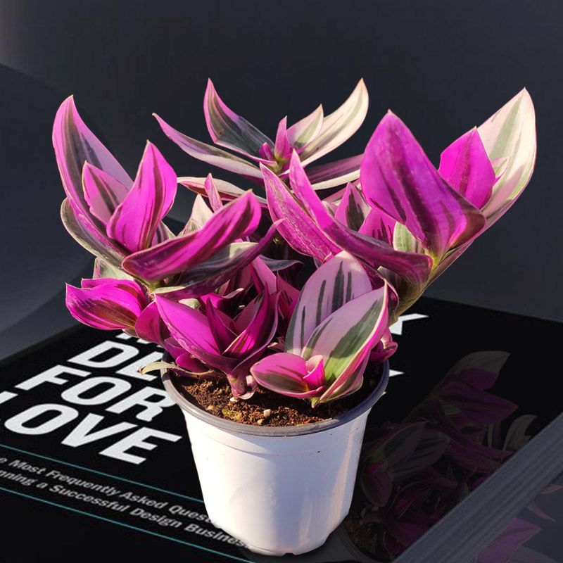 🌿 Purple Wandering Plant — Easy Care & NASA-approved Air Purifier 💜