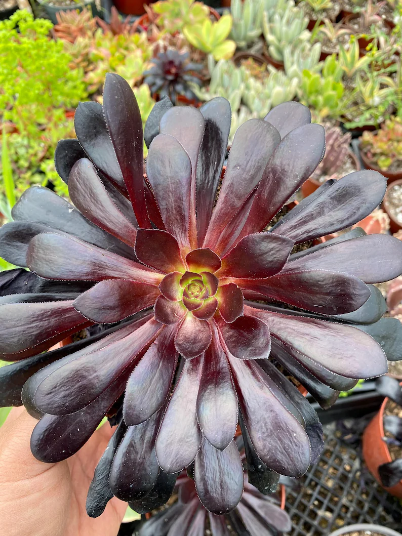 🎁Last Day 70% OFF🌑Aeonium 'Black Rose' – The Darkest Succulent You’ll Ever Grow🖤