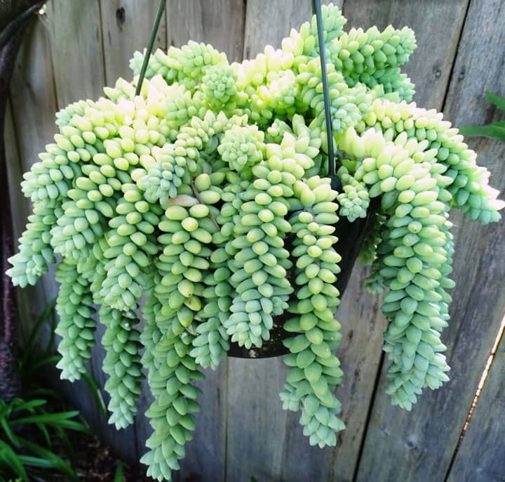 🎁Last Day 70% OFF❄️Rare White-Tipped Sedum Burrito🌿