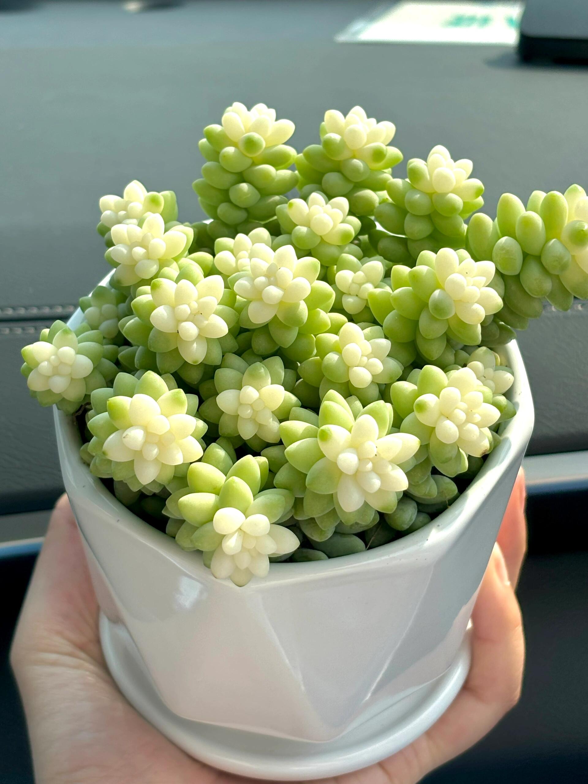 🎁Last Day 70% OFF❄️Rare White-Tipped Sedum Burrito🌿