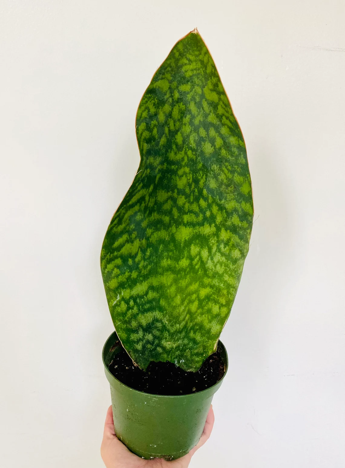 🎁Last Day 70% OFF🌿Rare Giant Whalefin Sansevieria - Thrives in 98.7% Home Conditions