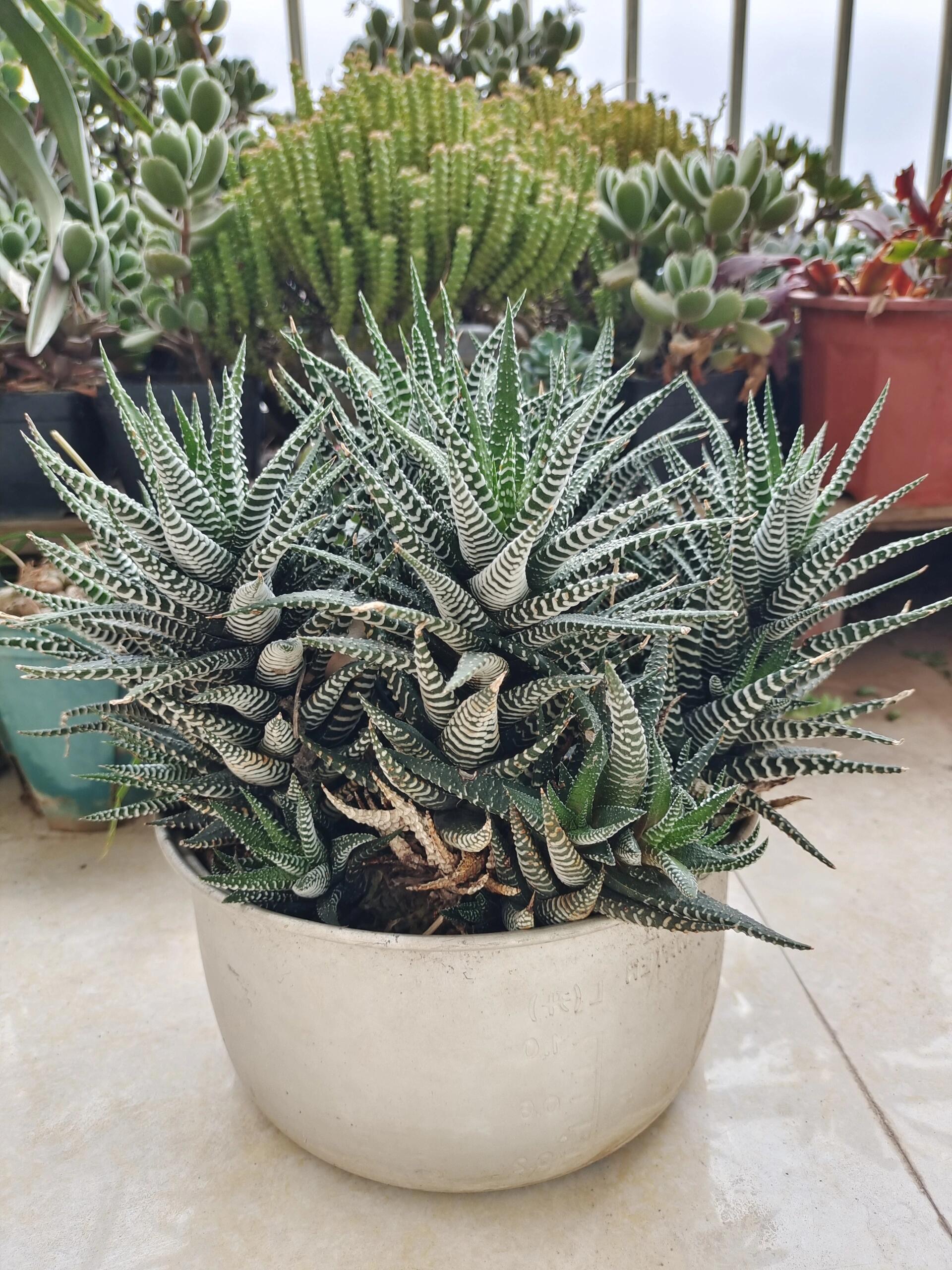 🎁Last Day 70% OFF🍃Zebra Haworthia – The Perfect Plant for Busy People🦓