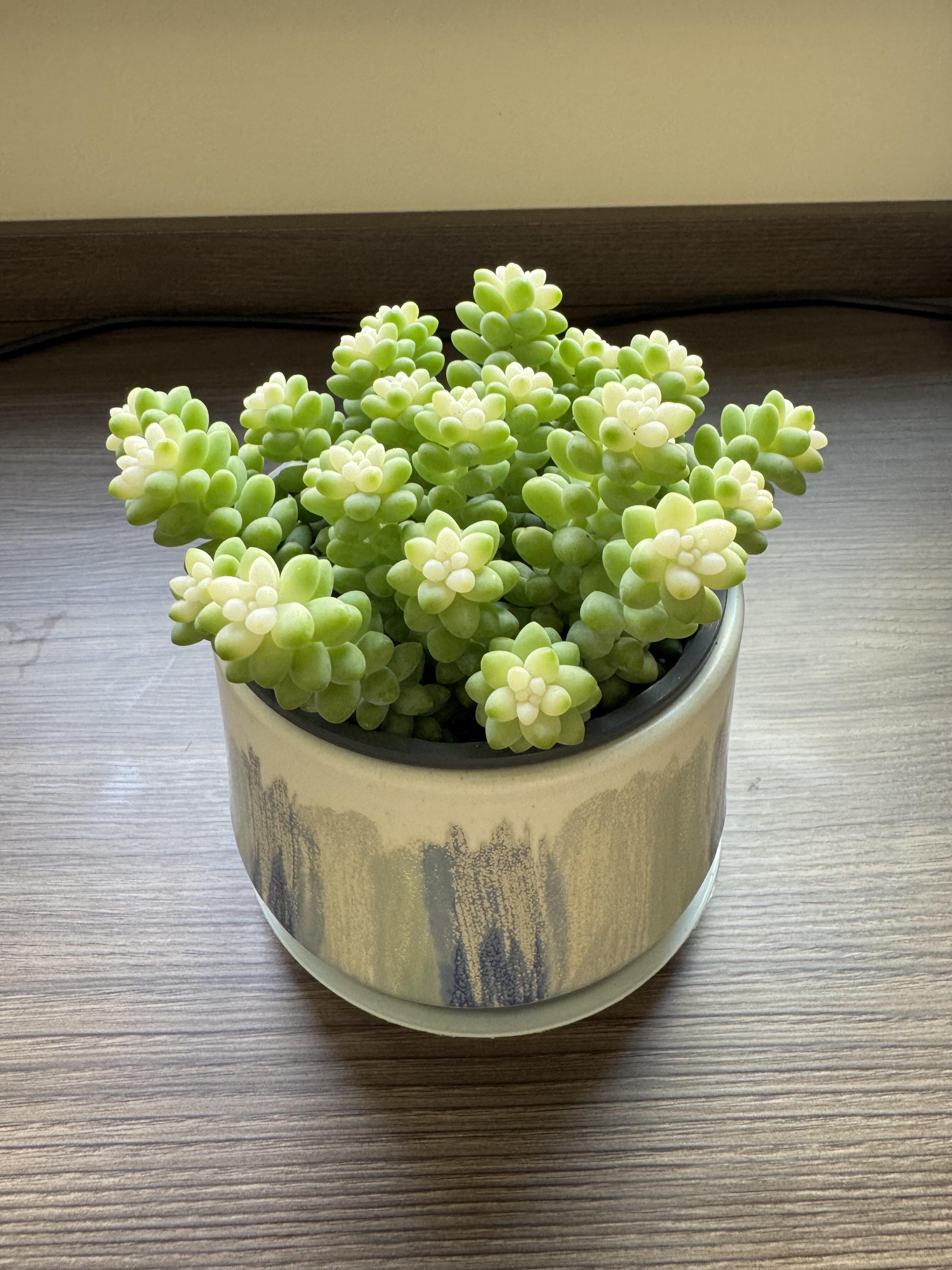🎁Last Day 70% OFF❄️Rare White-Tipped Sedum Burrito🌿