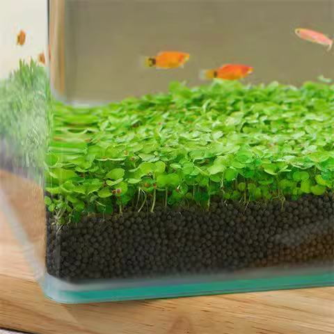 e???Air Purifying Fish Tank Aquatic Plant Seeds