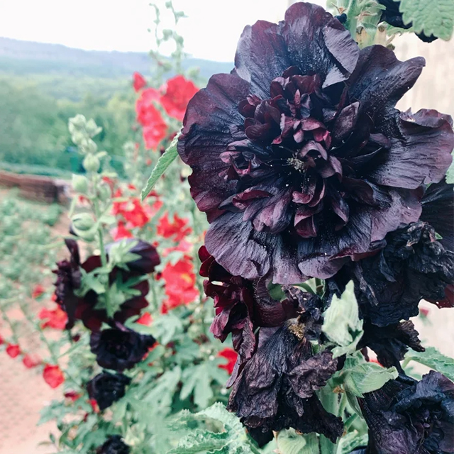 🌸Last Day Sale - 50% OFF💐Mix Color Double Hollyhock Seeds