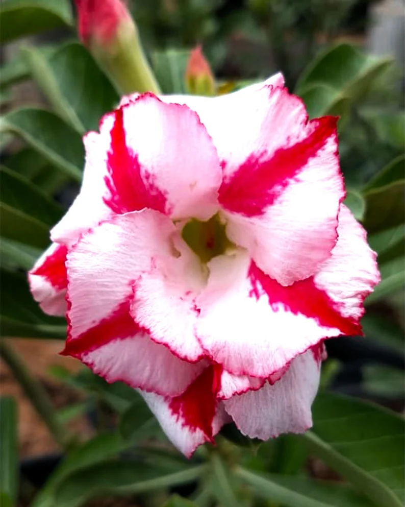 Desert Rose e??1Striped pink and white