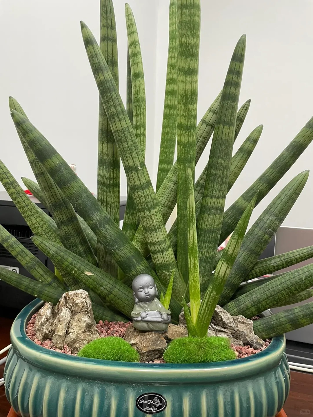 🎉Last Day 80% OFF🌿Sansevieria cylindrica 'Golden' | Rare Collector-Grade Snake Plant