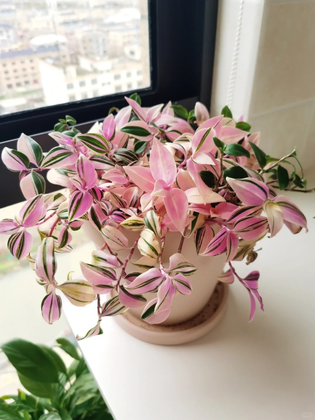 🎁Last Day 70% OFF🌿 Rare Pastel Wandering Plant — Easy Care & NASA-approved Air Purifier 🩷