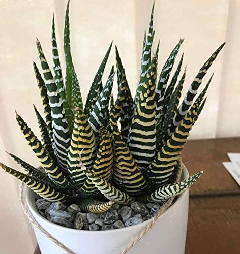 🎁Last Day 70% OFF🍃Zebra Haworthia – The Perfect Plant for Busy People🦓
