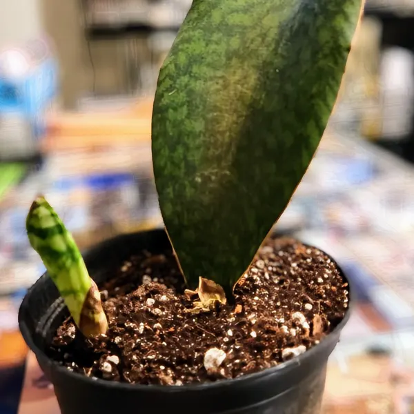🎁Last Day 70% OFF🌿Rare Giant Whalefin Sansevieria - Thrives in 98.7% Home Conditions
