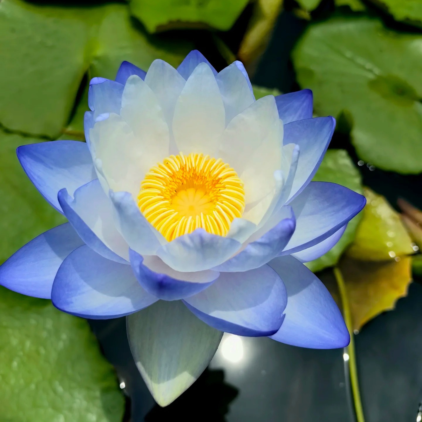 30 Samen🌸💎 SELTENE ART | 7-Tage-Keimung 🌱 2+1 GRATIS! – Nur heute! Bonsai-Schalen-Lotus-Samen