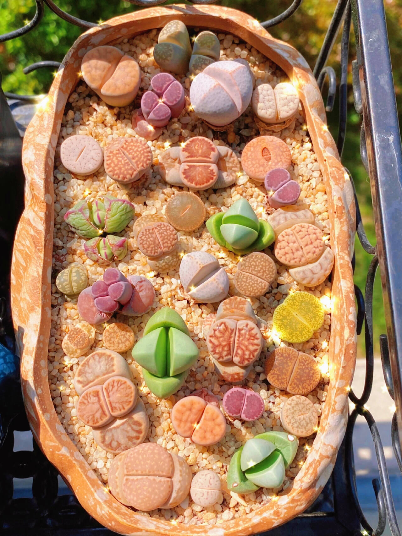 🎁Last Day 70% OFF🪨Lithops Succulent — 🎨Colorful Stone Shape & Easy Care