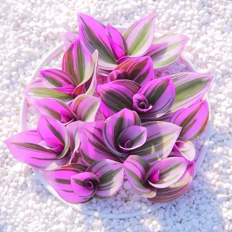 🌿 Purple Wandering Plant — Easy Care & NASA-approved Air Purifier 💜