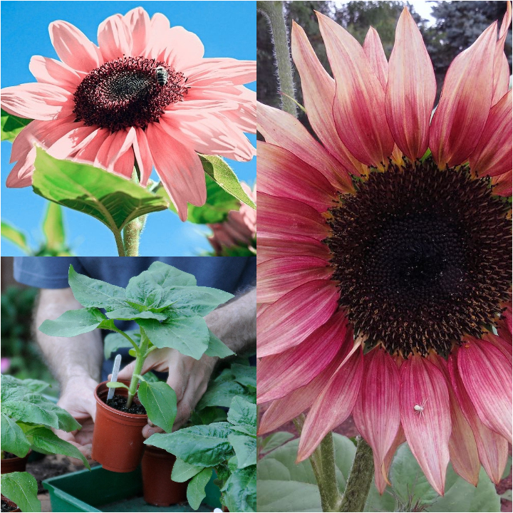 Pink Sunflower Seeds-High Germination Rate Wonderful Choice for Garden