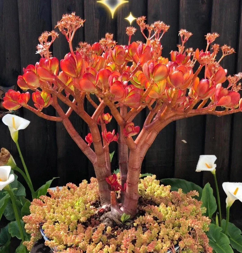 🎁Last Day 70% OFF🔥Campfire Crassula – Fiery Red & Rare!