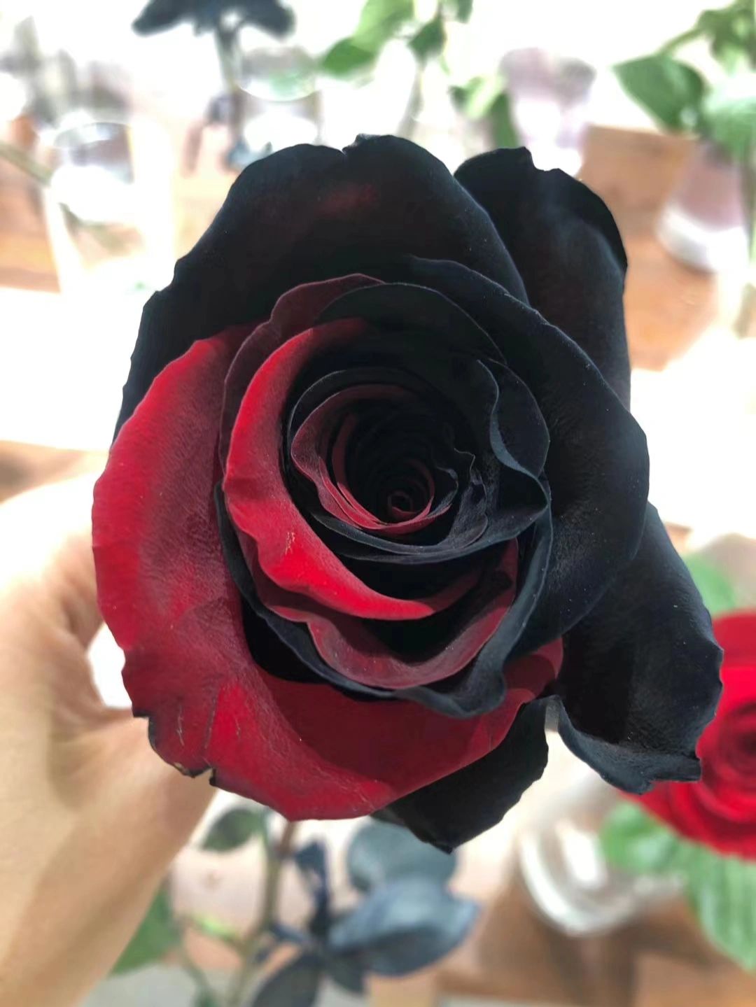 Twin Red Black Rose