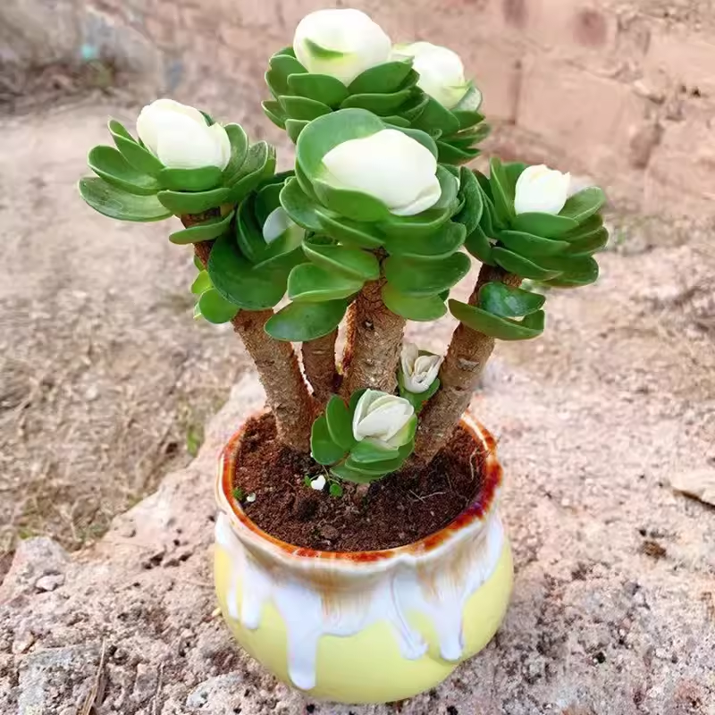 🎁Last Day 70% OFF🍀Rare White-Tipped Jade Plant – Symbol of Prosperity & Peace🌿