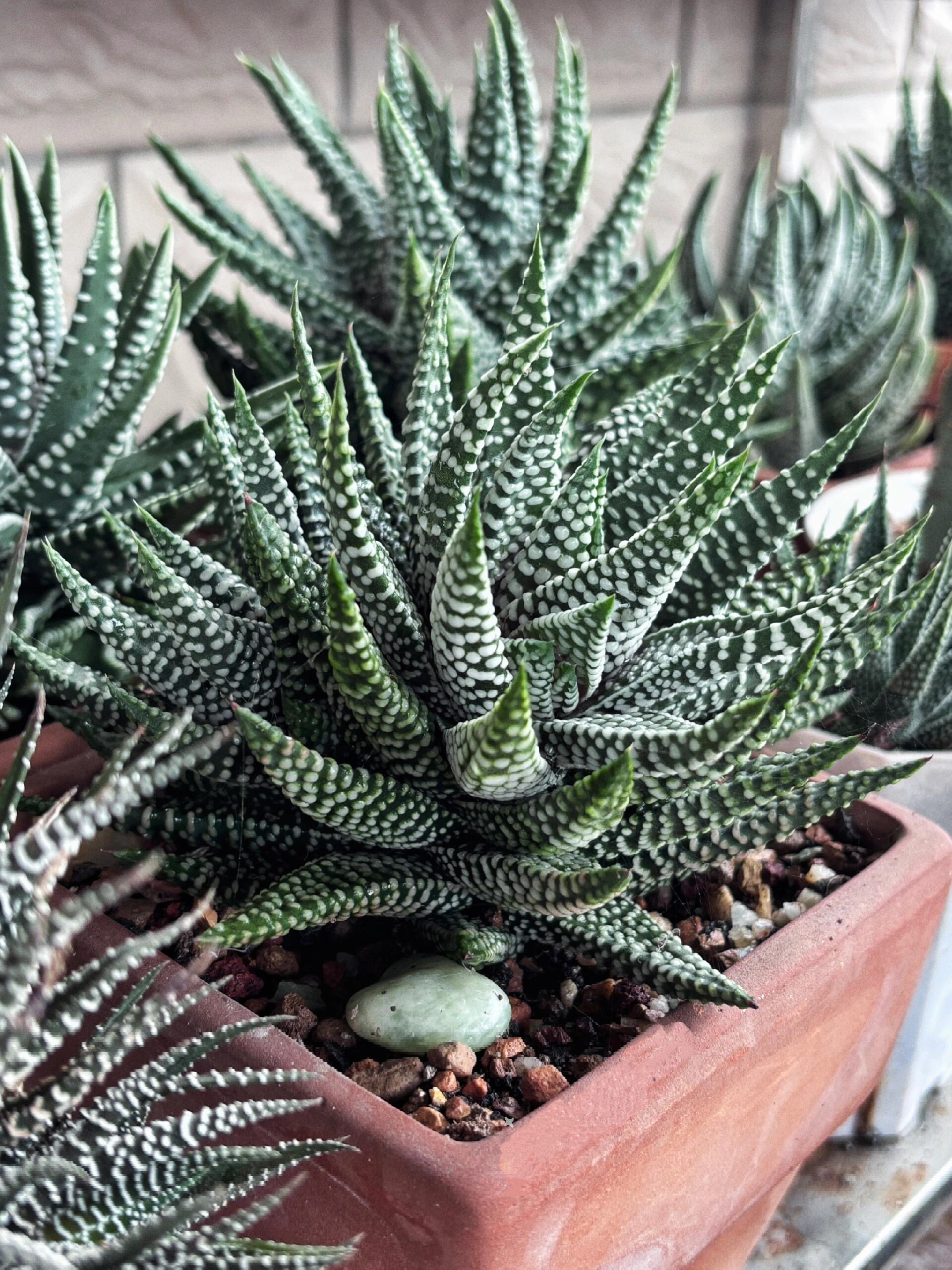 🎁Last Day 70% OFF🍃Zebra Haworthia – The Perfect Plant for Busy People🦓