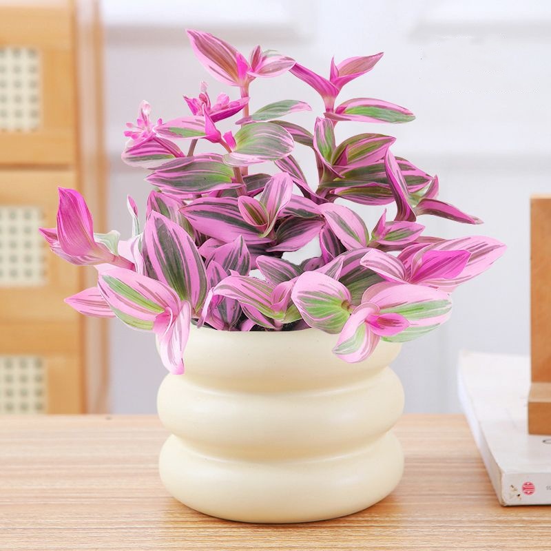 🌿 Purple Wandering Plant — Easy Care & NASA-approved Air Purifier 💜